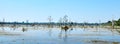 Picture illustrating a vast quantity of dead trees occupying a flooded swampy area on a hot day, landscape depiction Royalty Free Stock Photo