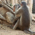 Picture of Indian macaque monkeys Royalty Free Stock Photo