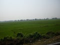 A picture of Indian paddy field