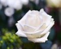 Picture of innocence. A close-up photo of a fresh white rose. Royalty Free Stock Photo