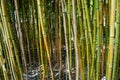 An inpenetrable bamboo forest