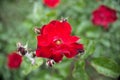 Wild red rose with green bokeh Royalty Free Stock Photo