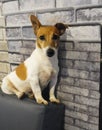 Picture The Jack Russell Terrier is believed to have originated in England