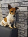 Picture The Jack Russell Terrier is believed to have originated in England