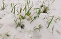 January close up winter details, snow on green grass. Royalty Free Stock Photo