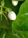 It is the picture of jasmine flower with its tremendous white color