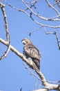 A picture of a juvenile red-tailed hawk perching on the branch.   BC Royalty Free Stock Photo