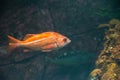 A picture of a juvenile yelloweye rockfish in the aquarium.