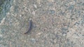 A picture of Kaki seribu or millipede or Diplopoda Royalty Free Stock Photo