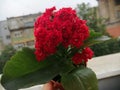 Kalanchoe Blossfeldiana red Flower Royalty Free Stock Photo