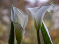 Kallas flower on fuzzy background