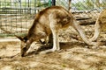 A picture of a Kangaroo at the Zoo in Australia.