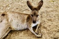 A picture of a Kangaroo at the Zoo in Australia.