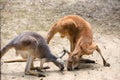 This is a picture of kangaroos