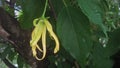 A picture of kenanga or cananga odorata or ylang ylang flower