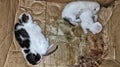 Picture of 4 kittens Royalty Free Stock Photo