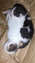 picture of 2 kittens (2)