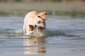 Labrador retriever dog shakes the head in a lake Royalty Free Stock Photo