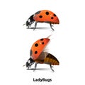 Picture of Ladybug`s side There is a normal standing and flying Royalty Free Stock Photo