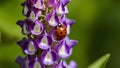 Picture Ladybug on violet lupine flower in summer garden Royalty Free Stock Photo