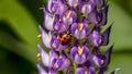 Picture Ladybug on violet lupine flower in summer garden Royalty Free Stock Photo