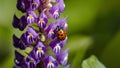 Picture Ladybug on violet lupine flower in summer garden Royalty Free Stock Photo