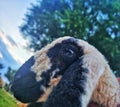 Image of  a baby lamb. Royalty Free Stock Photo