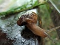 A picture of land snail with blur background ,