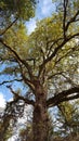 Photo of a large beech with falling leaves in autumn Royalty Free Stock Photo