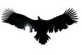 A picture of a large black bird flying through the air, with blurred background Royalty Free Stock Photo
