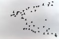 Picture of a large flock of Eurasian Curlew Numenius arquata flying against a grey sky.
