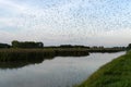 Picture of a large flock of starlings.