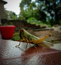 Picture of large green orange eyed grasshopper in himachal pradesh, India