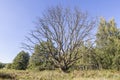 Picture of a large withered tree in a German forest Royalty Free Stock Photo