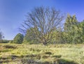 Picture of a large withered tree in a German forest Royalty Free Stock Photo