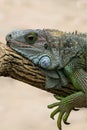 Lazy iguanidae resting on a branch Royalty Free Stock Photo