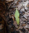 A leaf between burned wood