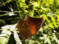 Picture of leaf butterfly orange oakleaf or kallima inachus in himachal pradesh India