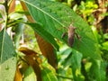 A picture of Leaf-footed bugs on leaf Royalty Free Stock Photo