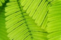 The picture of a leaf with green. Beautiful and bright, looking fresh and looking bright, happy, and happy.