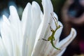 Picture of leaf insect stick on petal flower