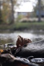 Picture of a leaf on a rock by a creek in Gatlingburg, Tennesse Royalty Free Stock Photo