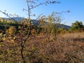 Nature trees in fall