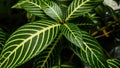 picture of leaves from a plant called Aphelandra squarrosa Nees, from the genus of Acanthaceae, or also known as Zebra Plant