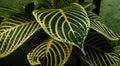 picture of leaves from a plant called Aphelandra squarrosa Nees, from the genus of Acanthaceae, or also known as Zebra Plant