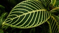 picture of leaves from a plant called Aphelandra squarrosa Nees, from the genus of Acanthaceae, or also known as Zebra Plant