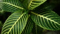 picture of leaves from a plant called Aphelandra squarrosa Nees, from the genus of Acanthaceae, or also known as Zebra Plant