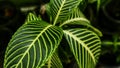 picture of leaves from a plant called Aphelandra squarrosa Nees, from the genus of Acanthaceae, or also known as Zebra Plant
