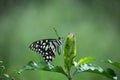 Picture of an Lemon butterfly, lime swallowtail and chequered swallowtail i