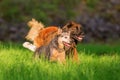 Leonberger and Australian cattledog running on the meadow Royalty Free Stock Photo